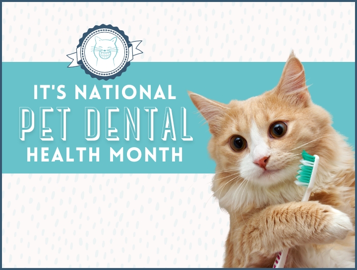 Pet best sale dental care